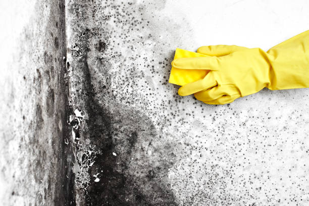 Best Insurance-Related Mold Remediation in Untain View, MO