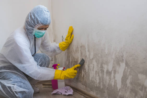 Best Post-Flood Mold Remediation in Untain View, MO