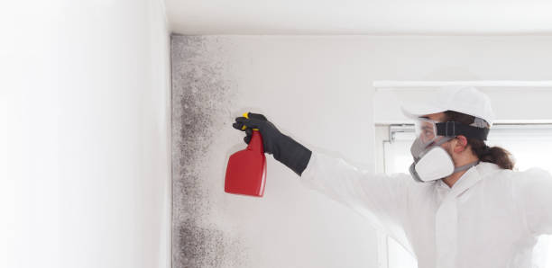 Best Mold Remediation for Schools in Untain View, MO