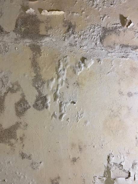Best Localized Mold Remediation (e.g., coastal areas, humid climates) in Untain View, MO