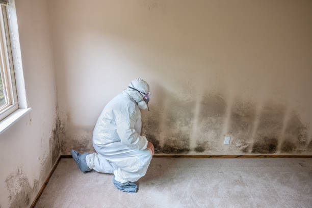 Best Emergency Mold Remediation in Untain View, MO