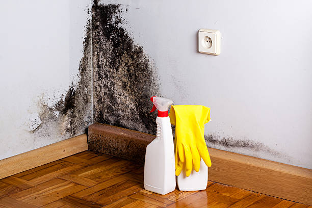 Best Post-Flood Mold Remediation in Untain View, MO